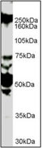 Roundabout Guidance Receptor 1 antibody, AP22501PU-N, Origene, Western Blot image 