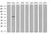 Cytochrome P450 Family 2 Subfamily C Member 9 antibody, MA5-25745, Invitrogen Antibodies, Western Blot image 