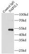 Nucleosome Assembly Protein 1 Like 1 antibody, FNab05544, FineTest, Immunoprecipitation image 