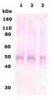Opioid Receptor Delta 1 antibody, TA309782, Origene, Western Blot image 