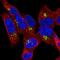Hedgehog Acyltransferase antibody, HPA016462, Atlas Antibodies, Immunocytochemistry image 