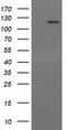 Protein Tyrosine Kinase 2 antibody, TA506182, Origene, Western Blot image 