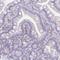 Ssu-2 Homolog antibody, NBP2-14692, Novus Biologicals, Immunohistochemistry paraffin image 