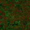 Epithelial Cell Adhesion Molecule antibody, NBP2-33051, Novus Biologicals, Immunofluorescence image 