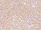 Zinc Finger Protein 280B antibody, 206198-T08, Sino Biological, Immunohistochemistry paraffin image 