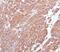 c-Kit antibody, 33-916, ProSci, Immunohistochemistry frozen image 