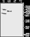 Potassium Voltage-Gated Channel Subfamily Q Member 4 antibody, GTX16778, GeneTex, Western Blot image 