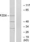 Frizzled Class Receptor 8 antibody, TA314729, Origene, Western Blot image 
