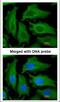 2,4-Dienoyl-CoA Reductase 1 antibody, NBP1-33103, Novus Biologicals, Immunofluorescence image 
