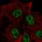 Solute Carrier Family 22 Member 18 Antisense antibody, HPA068288, Atlas Antibodies, Immunocytochemistry image 