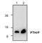 PTHR antibody, TA319113, Origene, Western Blot image 