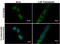 Microtubule Associated Protein 1 Light Chain 3 Beta antibody, GTX116080, GeneTex, Immunofluorescence image 