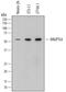Angiopoietin Like 6 antibody, MAB7527, R&D Systems, Western Blot image 