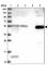 Glutamyl-TRNA Amidotransferase Subunit B antibody, HPA042610, Atlas Antibodies, Western Blot image 