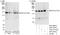 Kinesin Family Member 1C antibody, A301-072A, Bethyl Labs, Immunoprecipitation image 