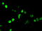 Neurogenin 1 antibody, TA500303, Origene, Immunofluorescence image 