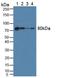 Fibulin 1 antibody, LS-C294163, Lifespan Biosciences, Western Blot image 