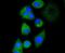 AP2M1 antibody, NBP2-67762, Novus Biologicals, Immunocytochemistry image 