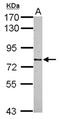 Cysteine-rich protein 2-binding protein antibody, NBP2-14920, Novus Biologicals, Western Blot image 