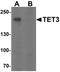 Methylcytosine dioxygenase TET3 antibody, NBP2-82066, Novus Biologicals, Western Blot image 