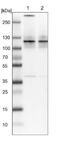 Splicing Factor 3b Subunit 3 antibody, NBP1-92362, Novus Biologicals, Western Blot image 