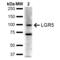 Leucine Rich Repeat Containing G Protein-Coupled Receptor 5 antibody, SPC-764D-A680, StressMarq, Western Blot image 