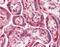 Fas Associated Via Death Domain antibody, ADI-AAP-210-D, Enzo Life Sciences, Immunohistochemistry frozen image 