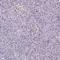 Small Integral Membrane Protein 13 antibody, HPA065706, Atlas Antibodies, Immunohistochemistry frozen image 