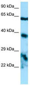 Epiphycan antibody, TA338172, Origene, Western Blot image 