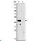 GATA Binding Protein 4 antibody, LS-C812619, Lifespan Biosciences, Western Blot image 