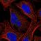 Casein Kinase 1 Gamma 2 antibody, NBP2-49232, Novus Biologicals, Immunofluorescence image 