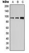 CD19 antibody, GTX55107, GeneTex, Western Blot image 