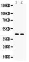 Aquaporin 4 antibody, OABB01958, Aviva Systems Biology, Western Blot image 