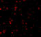 Interferon Regulatory Factor 3 antibody, 3399, ProSci Inc, Immunofluorescence image 