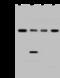 Eukaryotic translation initiation factor 3 subunit B antibody, 203053-T36, Sino Biological, Western Blot image 