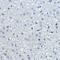 Cyclin-dependent kinase inhibitor 1B antibody, 16-728, ProSci, Immunohistochemistry frozen image 