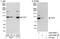 DNA Topoisomerase I antibody, A302-589A, Bethyl Labs, Immunoprecipitation image 