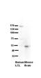 Ribosomal RNA Processing 1 antibody, orb325231, Biorbyt, Western Blot image 