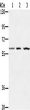 Oxidative Stress Responsive Kinase 1 antibody, TA350258, Origene, Western Blot image 