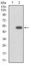 Cytochrome P450 Family 3 Subfamily A Member 4 antibody, MA5-17064, Invitrogen Antibodies, Western Blot image 