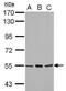 Cytochrome P450 Family 4 Subfamily B Member 1 antibody, GTX102757, GeneTex, Western Blot image 