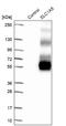 Neutral amino acid transporter B(0) antibody, NBP1-89328, Novus Biologicals, Western Blot image 