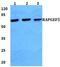 Rap guanine nucleotide exchange factor 5 antibody, PA5-75558, Invitrogen Antibodies, Western Blot image 