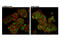Forkhead Box O1 antibody, 14952T, Cell Signaling Technology, Immunofluorescence image 