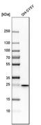 Type II HADH antibody, HPA001432, Atlas Antibodies, Western Blot image 