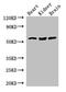 Solute Carrier Family 7 Member 7 antibody, LS-C398546, Lifespan Biosciences, Western Blot image 