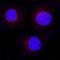 PVR Cell Adhesion Molecule antibody, BAF2530, R&D Systems, Immunofluorescence image 