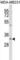 Fumarylacetoacetate Hydrolase Domain Containing 2B antibody, abx030304, Abbexa, Western Blot image 