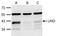 UNG1 antibody, PA5-34823, Invitrogen Antibodies, Western Blot image 