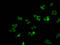 Histone H1.1 antibody, LS-C673364, Lifespan Biosciences, Immunofluorescence image 
